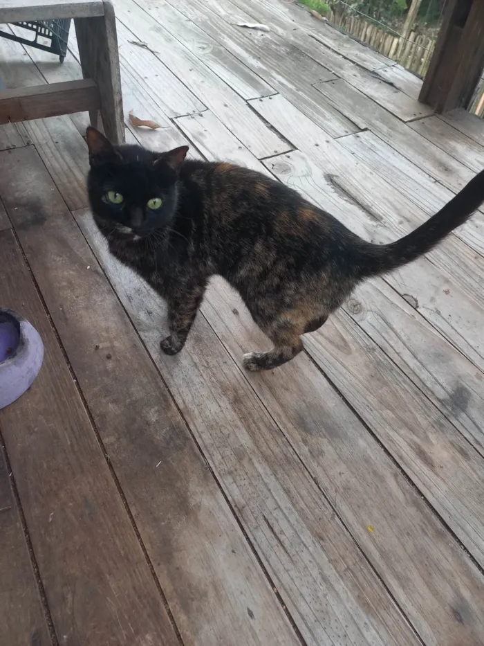 Gato ra a SRD-ViraLata idade 3 anos nome Moana