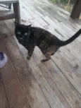 Moana