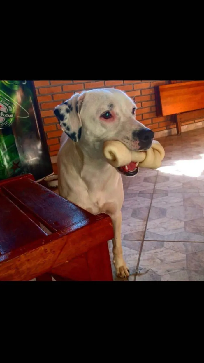 Cachorro ra a SRD-ViraLata idade 5 anos nome Duck