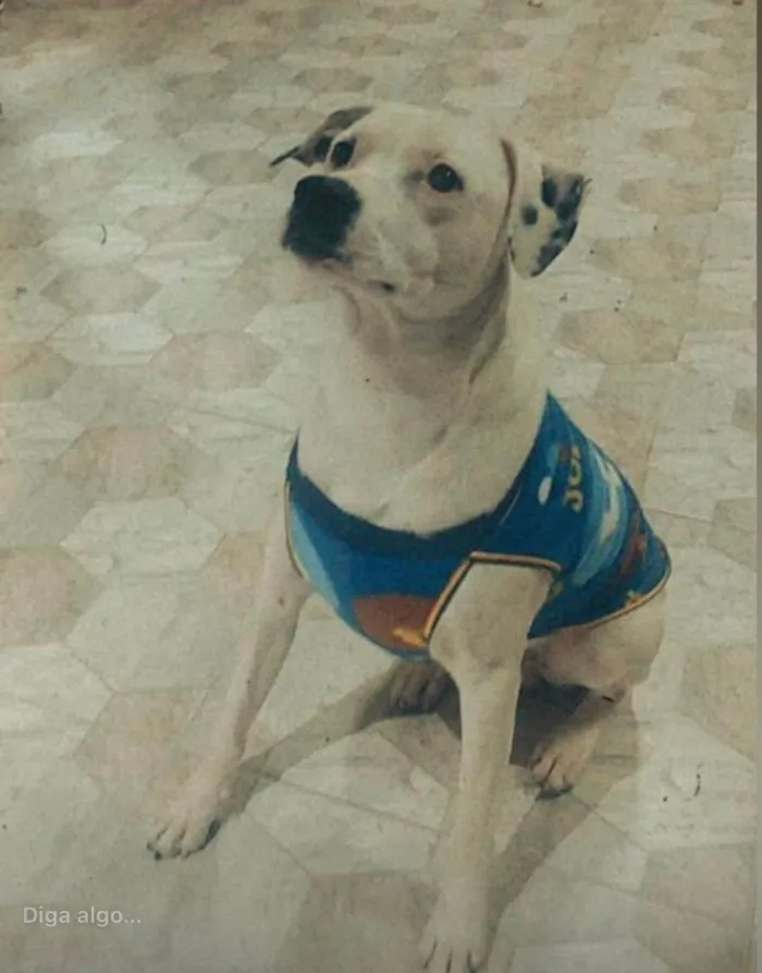 Cachorro ra a SRD-ViraLata idade 5 anos nome Duck