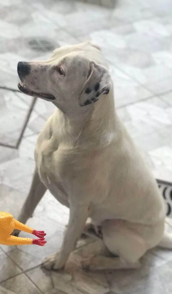 Cachorro ra a SRD-ViraLata idade 5 anos nome Duck