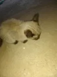 Doação de filhote 