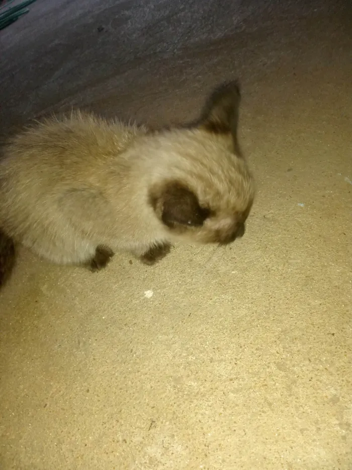 Gato ra a SRD-ViraLata idade 2 a 6 meses nome Doação de filhote 