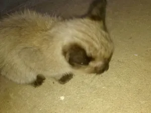 Gato raça SRD-ViraLata idade 2 a 6 meses nome Doação de filhote 