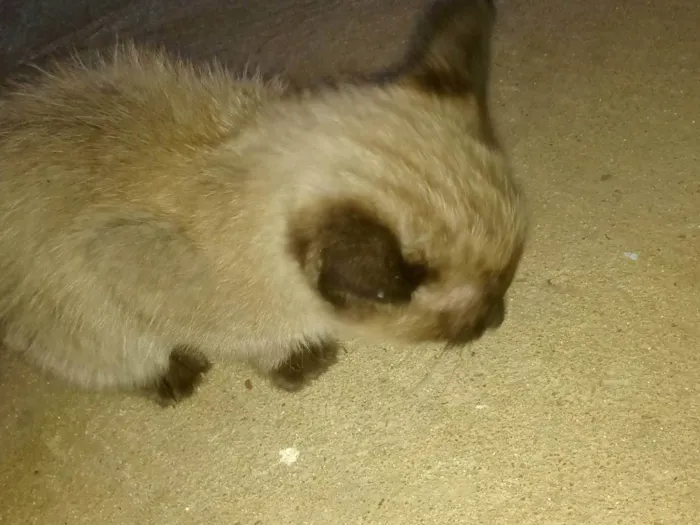 Gato ra a SRD-ViraLata idade 2 a 6 meses nome Doação de filhote 