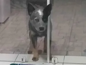 Cachorro raça SRD-ViraLata idade 5 anos nome Logan e dakota