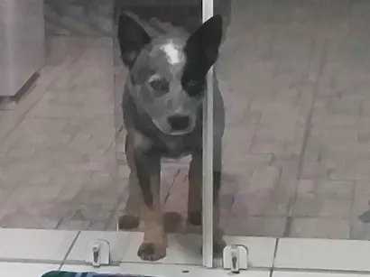 Cachorro raça SRD-ViraLata idade 5 anos nome Logan e dakota