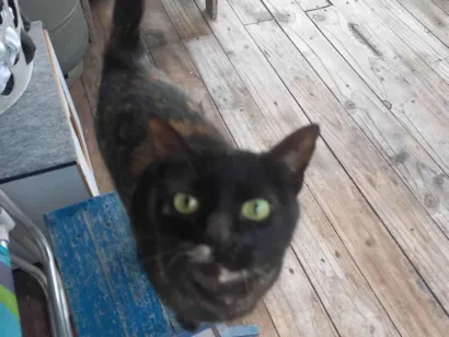 Gato raça SRD-ViraLata idade 3 anos nome Moana