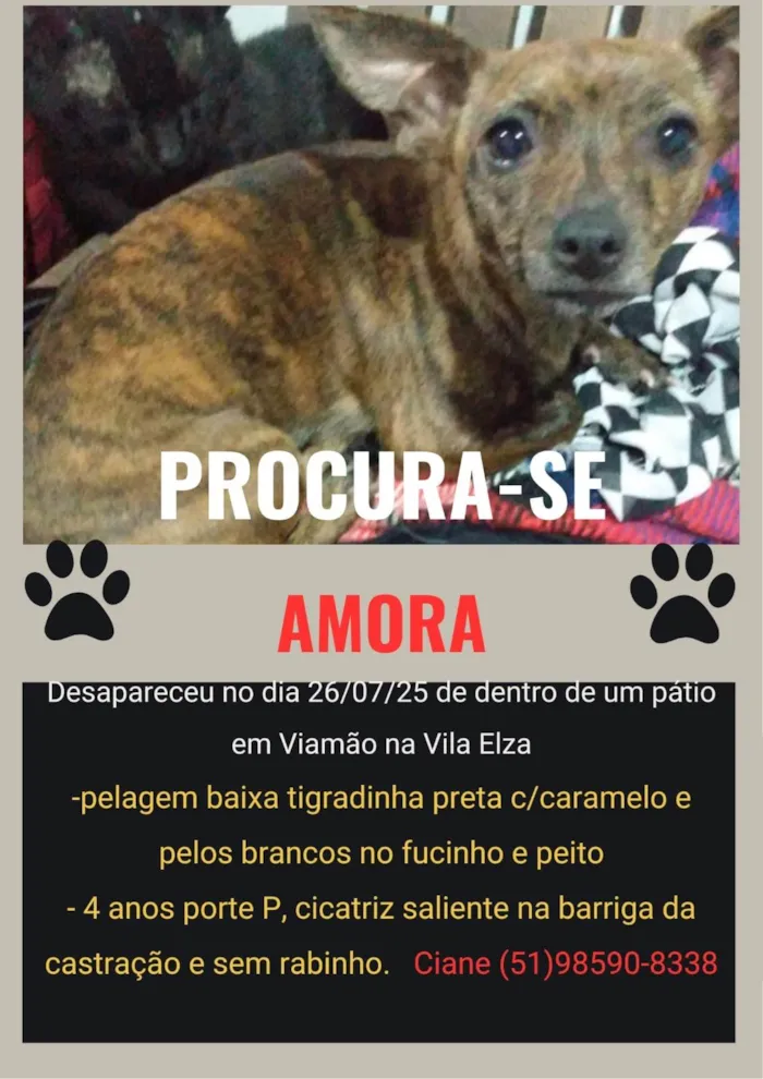 Cachorro ra a SRD-ViraLata idade 4 anos nome Amora