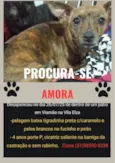 Amora