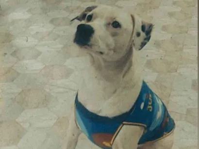 Cachorro raça SRD-ViraLata idade 5 anos nome Duck