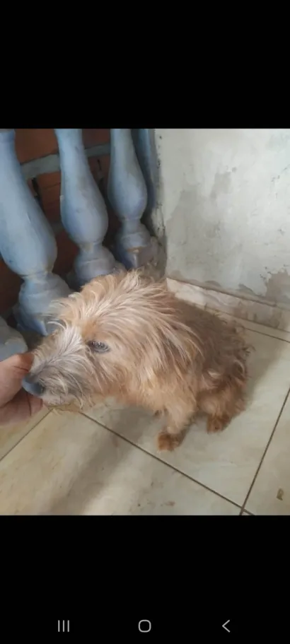 Cachorro raça SRD-ViraLata idade 3 anos nome Dylan