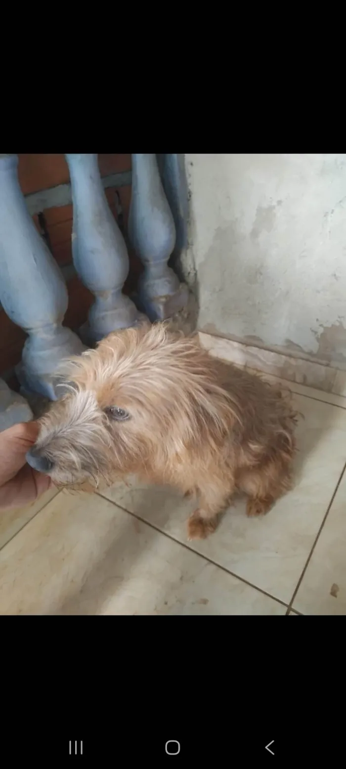 Cachorro ra a SRD-ViraLata idade 3 anos nome Dylan