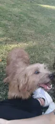 Dylan