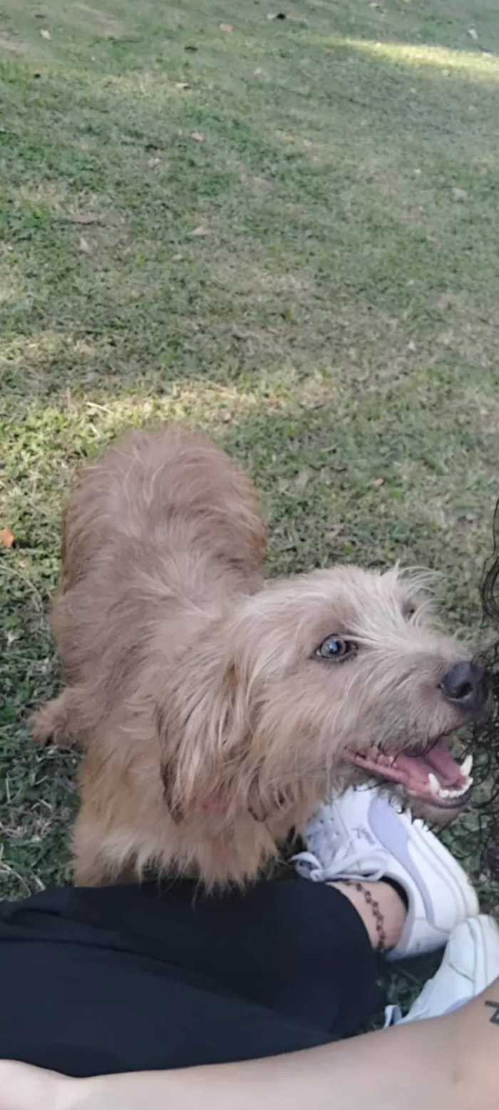 Cachorro ra a SRD-ViraLata idade 3 anos nome Dylan