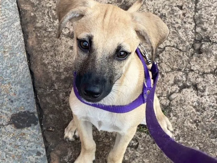 Cachorro ra a SRD-ViraLata idade 7 a 11 meses nome Pandora e bartho 