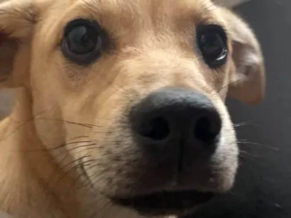 Cachorro raça SRD-ViraLata idade 7 a 11 meses nome Pandora e bartho 