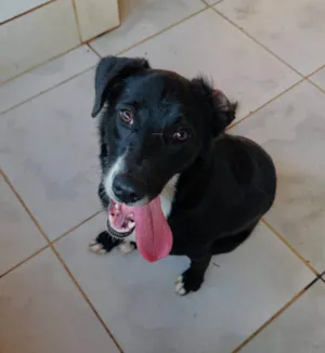 Cachorro raça SRD-ViraLata idade 1 ano nome Magali
