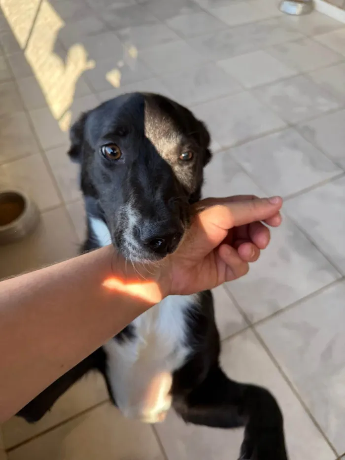 Cachorro ra a SRD-ViraLata idade 1 ano nome Magali