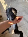 Magali