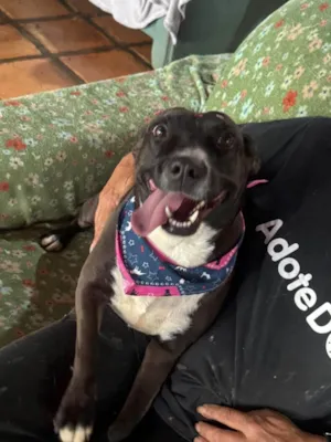 Cachorro raça SRD-ViraLata idade 3 anos nome Naomi