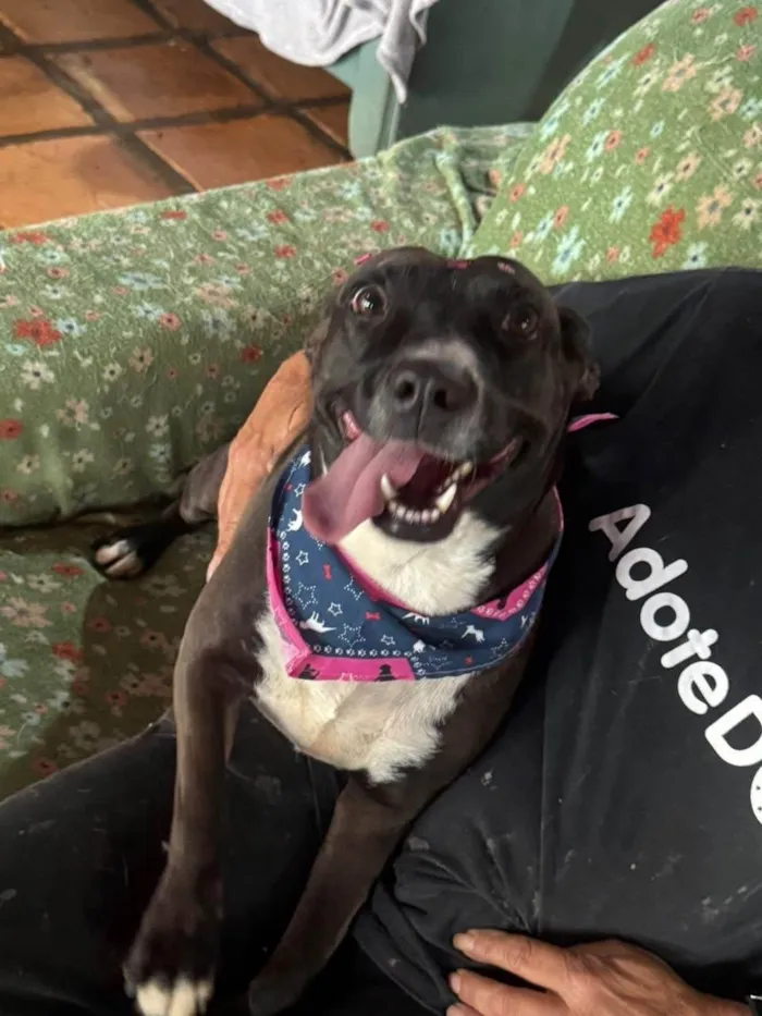 Cachorro ra a SRD-ViraLata idade 3 anos nome Naomi