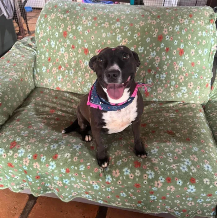Cachorro ra a SRD-ViraLata idade 3 anos nome Naomi
