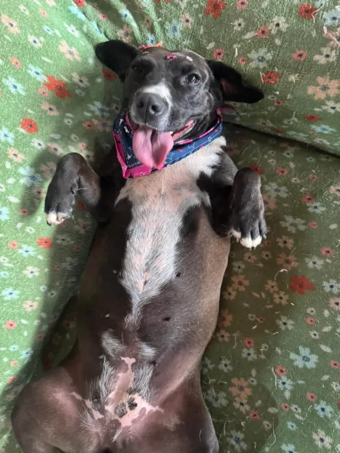 Cachorro ra a SRD-ViraLata idade 3 anos nome Naomi