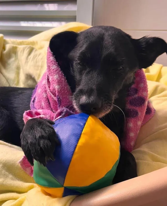Cachorro ra a SRD-ViraLata idade 4 anos nome Vivaldi
