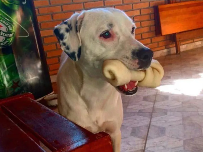 Cachorro ra a SRD-ViraLata idade 5 anos nome Duck