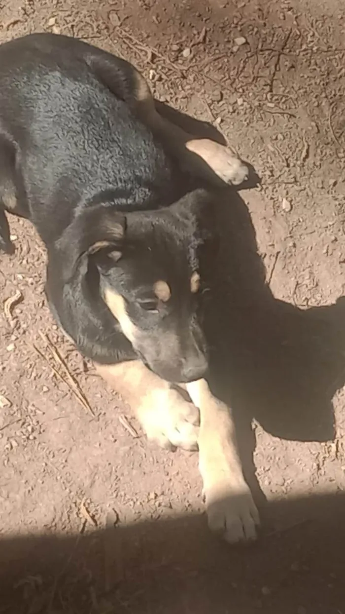 Cachorro ra a SRD-ViraLata idade Abaixo de 2 meses nome Noemi