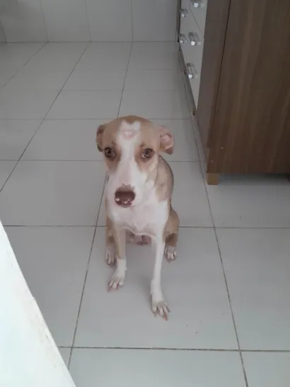 Cachorro raça SRD-ViraLata idade 2 anos nome Estrelinha 