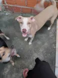 Estrelinha 