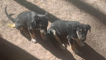 Cachorro raça SRD-ViraLata idade Abaixo de 2 meses nome Juquinha