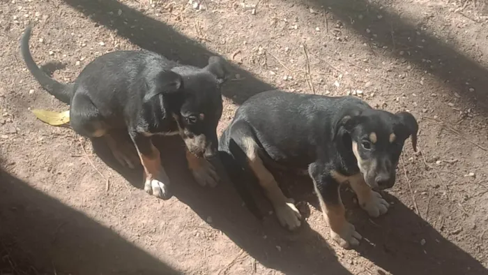 Cachorro ra a SRD-ViraLata idade Abaixo de 2 meses nome Juquinha