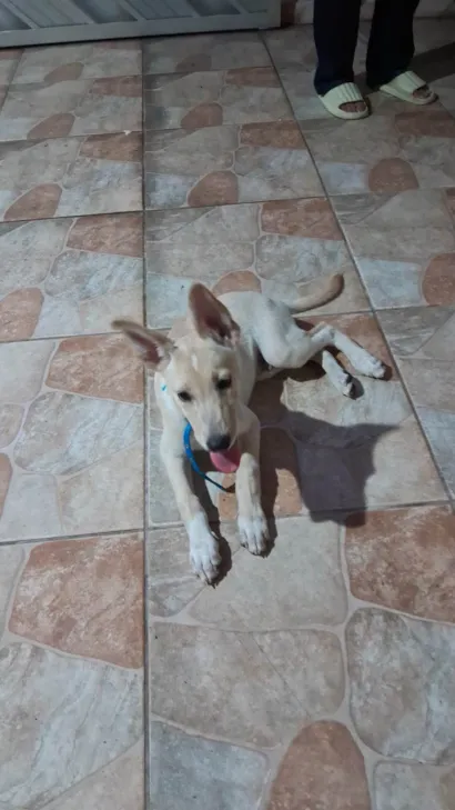 Cachorro raça SRD-ViraLata idade 2 a 6 meses nome Marlom