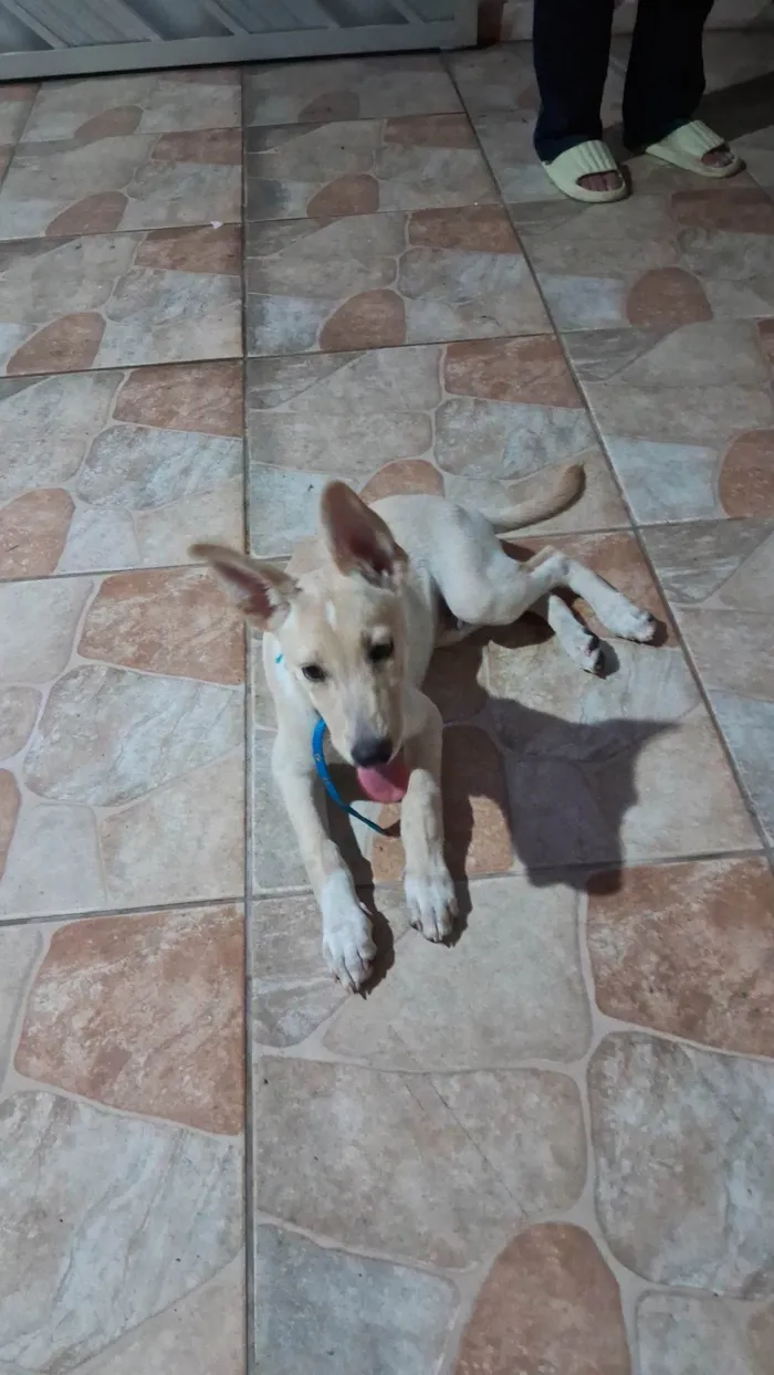 Cachorro ra a SRD-ViraLata idade 2 a 6 meses nome Marlom