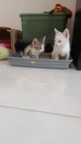 Doação de dois gatinhos | Menos de 2 meses de idade