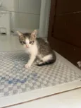 Doação de dois gatinhos | Menos de 2 meses de idade