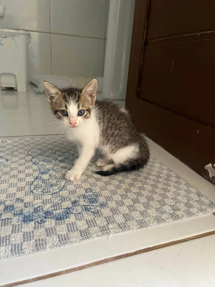 Gato ra a SRD-ViraLata idade Abaixo de 2 meses nome Doação de dois gatinhos | Menos de 2 meses de idade