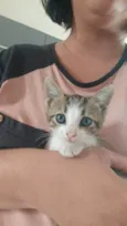 Doação de dois gatinhos | Menos de 2 meses de idade