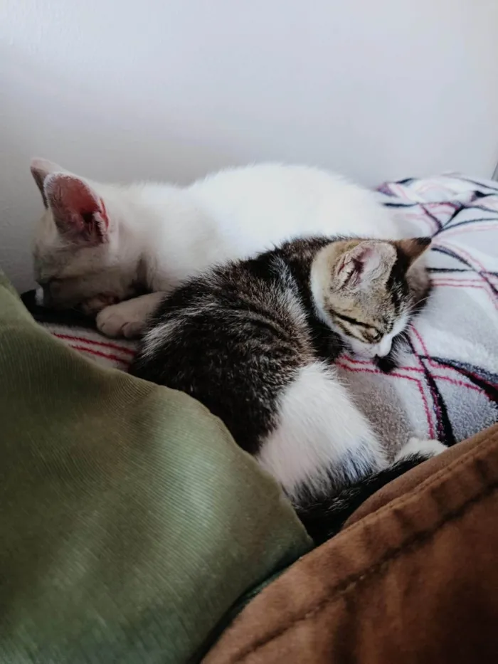 Gato ra a SRD-ViraLata idade Abaixo de 2 meses nome Doação de dois gatinhos | Menos de 2 meses de idade