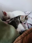 Doação de dois gatinhos | Menos de 2 meses de idade