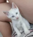 Doação de dois gatinhos | Menos de 2 meses de idade