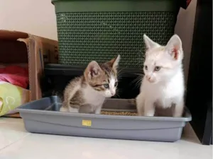 Gato raça SRD-ViraLata idade Abaixo de 2 meses nome Doação de dois gatinhos | Menos de 2 meses de idade