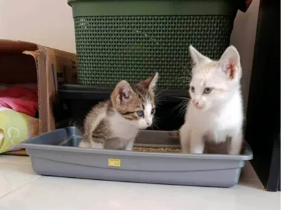 Gato raça SRD-ViraLata idade Abaixo de 2 meses nome Doação de dois gatinhos | Menos de 2 meses de idade
