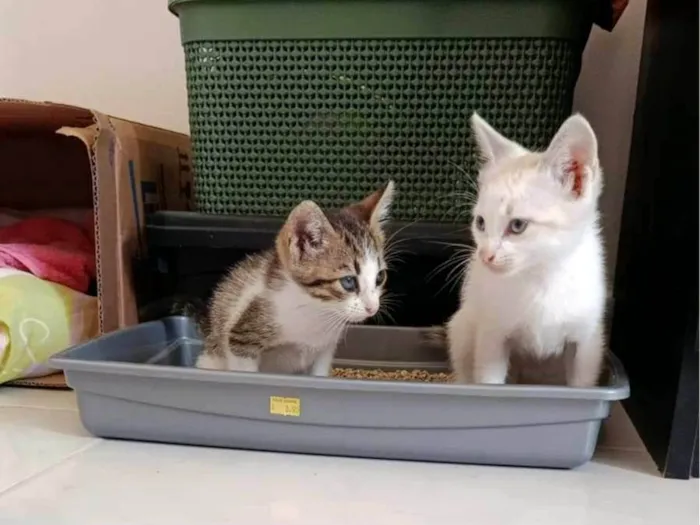 Gato ra a SRD-ViraLata idade Abaixo de 2 meses nome Doação de dois gatinhos | Menos de 2 meses de idade