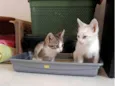 Doação de dois gatinhos | Menos de 2 meses de idade