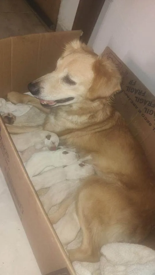 Cachorro ra a SRD-ViraLata idade Abaixo de 2 meses nome Cachorros ????