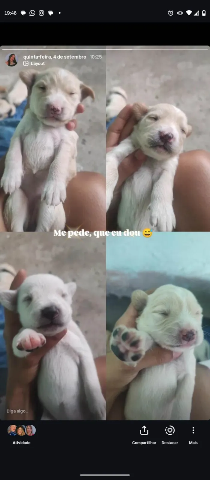 Cachorro ra a SRD-ViraLata idade Abaixo de 2 meses nome Cachorros ????